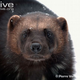 Illustration for article titled Monday Mustelid - Gulo gulo Edition